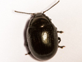 Chrysolina oricalcia